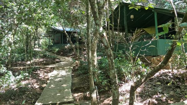Forest cabins among the trees