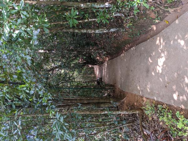 Forest walkway through tropical canopy