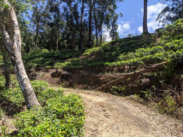 Knuckles mountain panorama