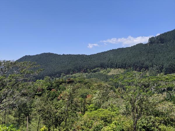 Tea plantation hiking trail