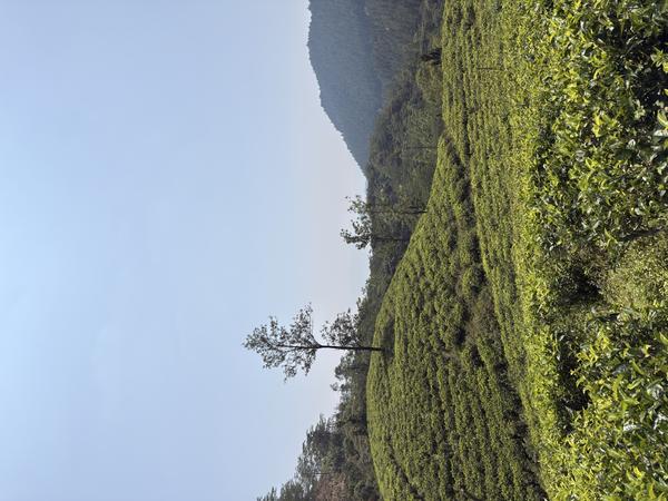 Rolling tea plantation hills
